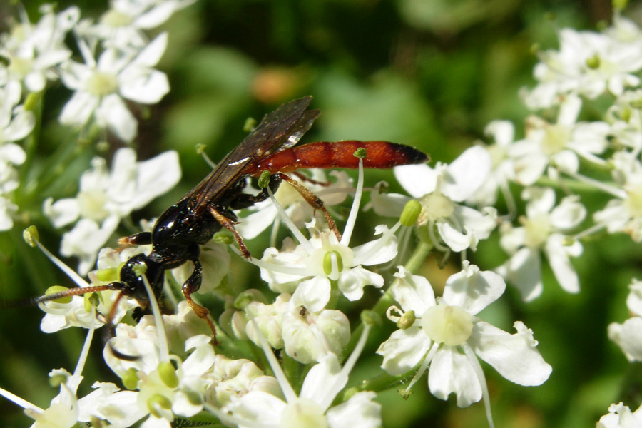 Ichneumonidae indet